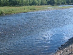 Туул голын усны түвшин сүүлийн таван жилийн хугацаанд эрс багассан байна