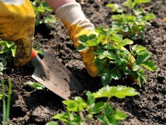 Залуус Богд ууланд 400 мод тарьжээ