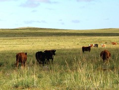 Бэлчээрийн доройтолтой тэмцэхийн тулд малаа төрөлжүүлж маллах хэрэгтэй