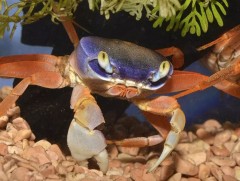 Байгаль хүүхэд: Хавч хэлбэртэн