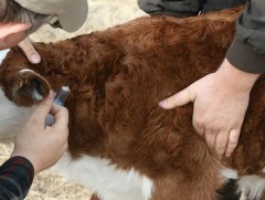 Малын вакциныг дотооддоо үйлдвэрлэхэд анхаарч байна