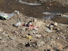 Нийслэлийн өнгөн хөрсний бохирдол тогтмол нэмэгдэж байна