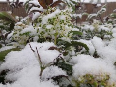 Зарим газраар цас орох төлөвтэй байна 