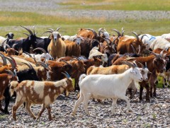 Ноос, ноолуурын гүн боловсруулалтын түвшнийг 60 хувьд хүргэх зорилт тавьжээ