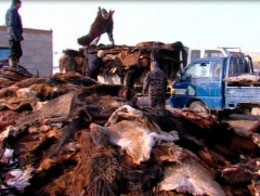 Боловсруулаагүй 241.6 мянган адууны шир экспортлогдоно