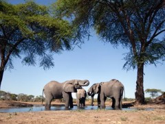 Хорогдох аюул нүүрлээд байгаа зэрлэг амьтдыг дуудлага худалдаагаар борлуулахаар болжээ