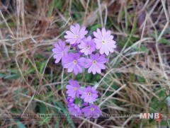 Ихэнх нутгаар дулаарах төлөвтэй байна