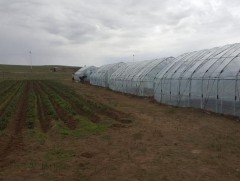 Зуны хүлэмжид тариалалт хийж эхэллээ