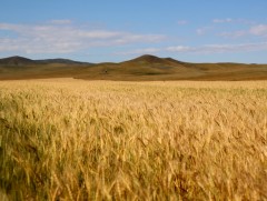 Үргэлжлэн орсон усархаг бороо ургацад муугаар нөлөөлөхөөр байна