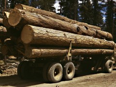 Он гарснаас хойш хууль бус мод бэлтгэлтэй холбоотой 288 зөрчил бүртгэгджээ