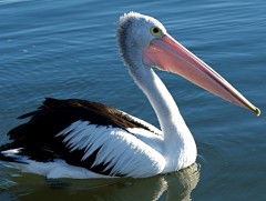 Зүүн Азийн борцгор хотон устаж болзошгүй жагсаалтад багтжээ