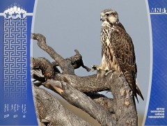 Идлэг шонхор шувууг гадаадад гаргахгүй