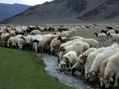 Хөдөө аж ахуйн салбарын өвөлжилт, хаваржилтын бэлтгэлийг хангана