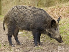 Хотон нуурын орчимд зэрлэг гахай нутаглажээ