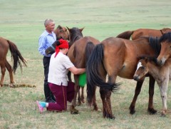 Залуу монгол судлаачид өнөөдөр үнээ, гүү, хонь, ямаа саах соёлтой танилцана
