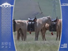 Төрийн хүлгүүдийг тугчинаас өөр хүн унах эрхгүй.