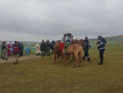 Хурдан морьдыг хэмжих ч үүлдэрлэг байдлаар нь ялгана 