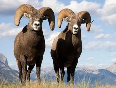 Сүүлийн 10 гаруй жилд ховор ан амьтдын тоо толгой эрс багасчээ