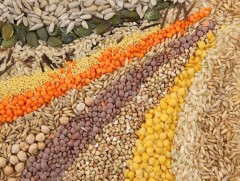  Үр тарианы тухай...