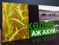 8.4 мянган га талбайд хүнсний ногоо тариалжээ