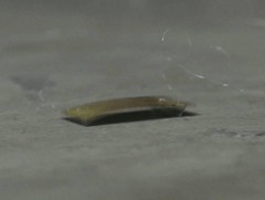 Эрдэмтэд жоомон робот зохион бүтээжээ