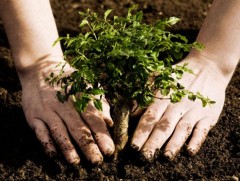 Арван жилийн хугацаанд 8 төрлийн 70 гаруй ширхэг мод хашаандаа тарьжээ 