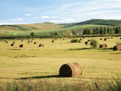 Өвс, хадлан, тэжээлийн нөөц бүрдүүлэлт 30 хувьтай байна