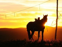 Бага, дунд сургуулийн сурагчдад морь унах хичээл заана