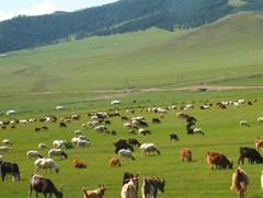 Төвийн аймгуудад бэлчээрийн даац 3-5 дахин нэмэгджээ