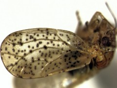 Нохой бөөсөнд 