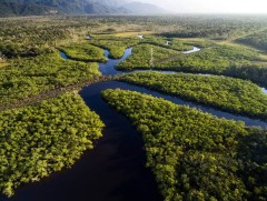 Амазоны ойг хамгаалах 100 сая ам.долларын сан байгуулахаар боллоо 