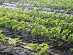 Нийслэлийн 10 гудамжны айл өрх нэгдэж хүнсний ногоо тариалж байна