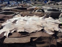 Эрдэмтэд үхрийн ширнээс коллаген, желатин гарган авчээ 