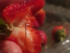 Австралид гүзээлгэнээс зүү олдсон тохиолдол дахин гарлаа