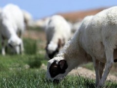 Хонины үүлдэр угсааг сайжруулж махны гарцыг нэмэгдүүлэх боломжтой