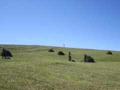 Дархан-Уул аймагт өвөлжилтийн бэлтгэл 90 гаруй хувьтай байна