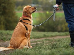 Нохойгоо салхилуулаагүй тохиолдолд торгууль төлнө