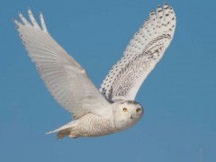 Тавин жилийн дотор гурван тэрбум шувуу устжээ 