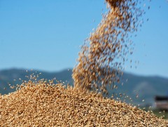 Улаанбуудайн тонн тутамд олгодог урамшууллыг нэмэгдүүллээ