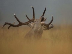 Намрын уулнаа буга урамдахыг сонсоорой