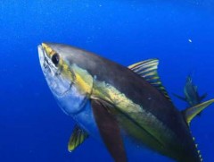 Робот загасыг усан доор ажиглалт хийхэд ашиглана