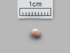 Дэлхийн хамгийн эртний сувдыг анх удаагаа олон нийтэд харуулна  