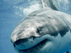 Нэг тонн орчим жинтэй цагаан махчин загасыг судалж байна 