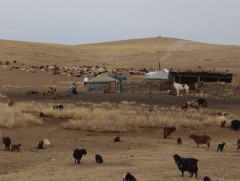 Малжуулах хөтөлбөрт 13 сумын 33 өрх хамрагджээ