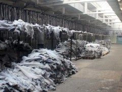 Арьс ширний үйлдвэрүүд засгийн газрын тогтоолыг хэрэгжүүлэхгүй байна