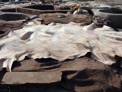 Монгол Улс жилд 15 сая орчим арьс, шир бэлтгэж байна