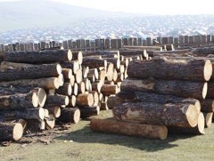 Хулгайгаар мод бэлтгэсэн бол 5 жил хорих ял оноох хуультай