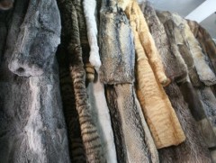 Калифорни ан амьтны арьс худалдаалах болон үйлдвэрлэлд ашиглахыг хориглов 