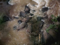 Тугалаа аврах гэсэн зааны оролдлого бүтэлгүйтжээ