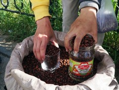 Иргэд хууль бусаар самар бэлтгэснээр хуш модны ойн нөөц багасаж байна